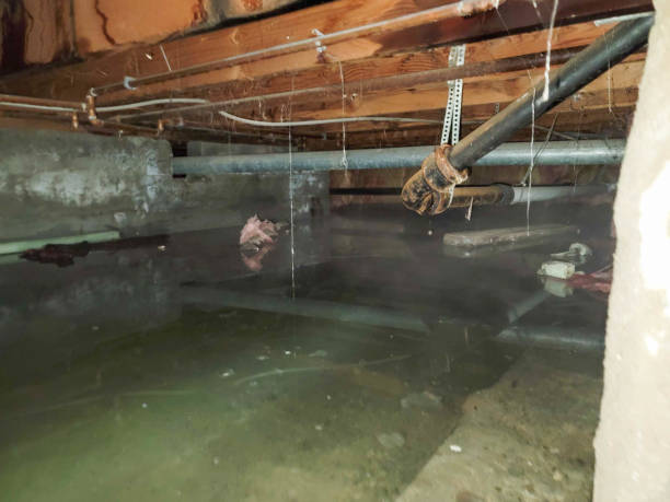 Best Ceiling water damage repair  in Mineral Springs, AR