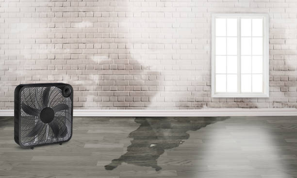 Best Flood restoration services  in Mineral Springs, AR